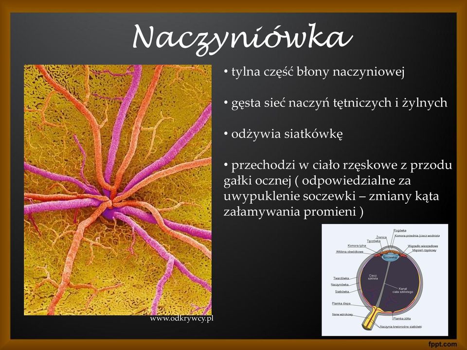 rzęskowe z przodu gałki ocznej ( odpowiedzialne za