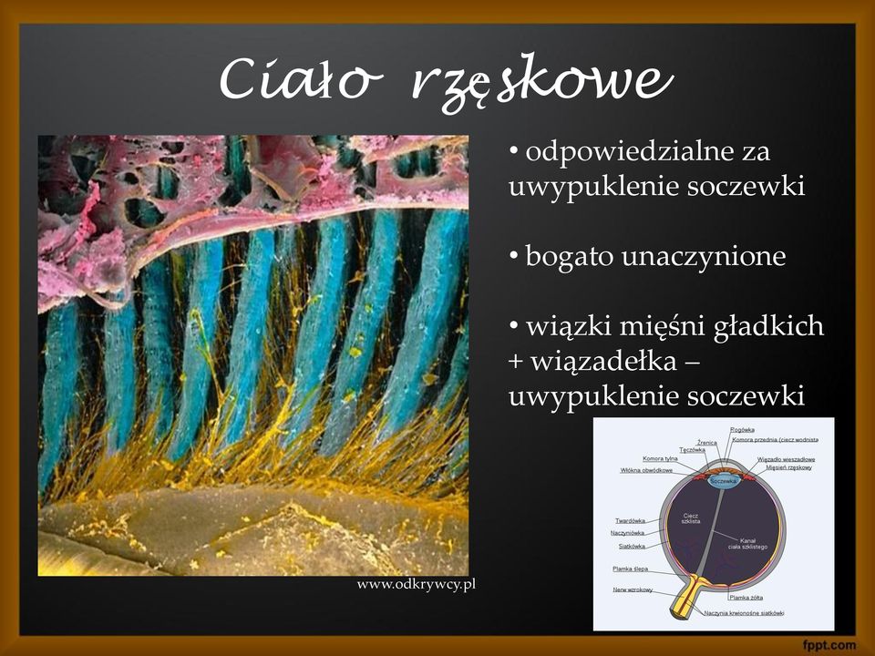 unaczynione wiązki mięśni gładkich +