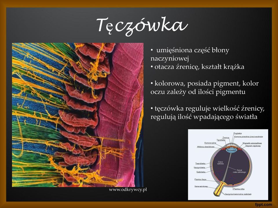 oczu zależy od ilości pigmentu tęczówka reguluje