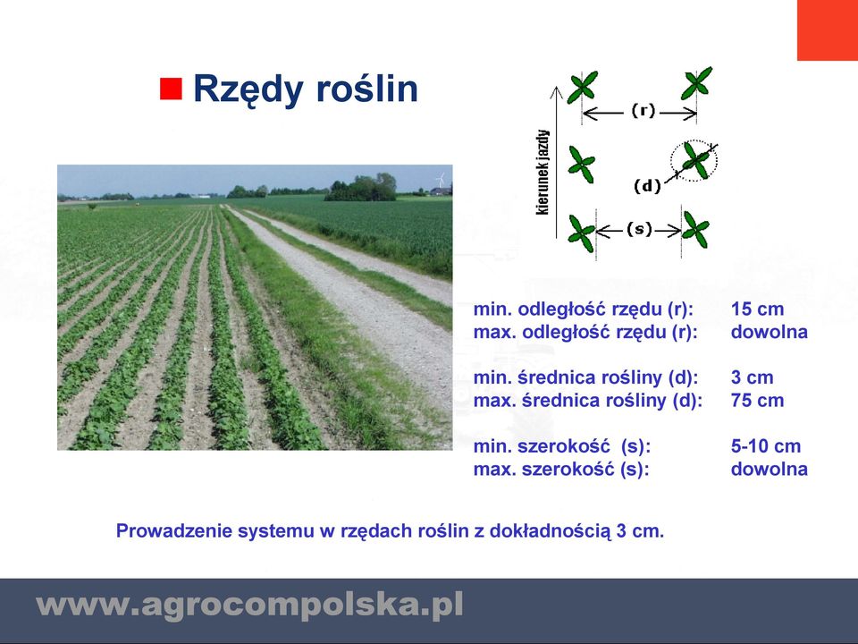 średnica rośliny (d): min. szerokość (s): max.