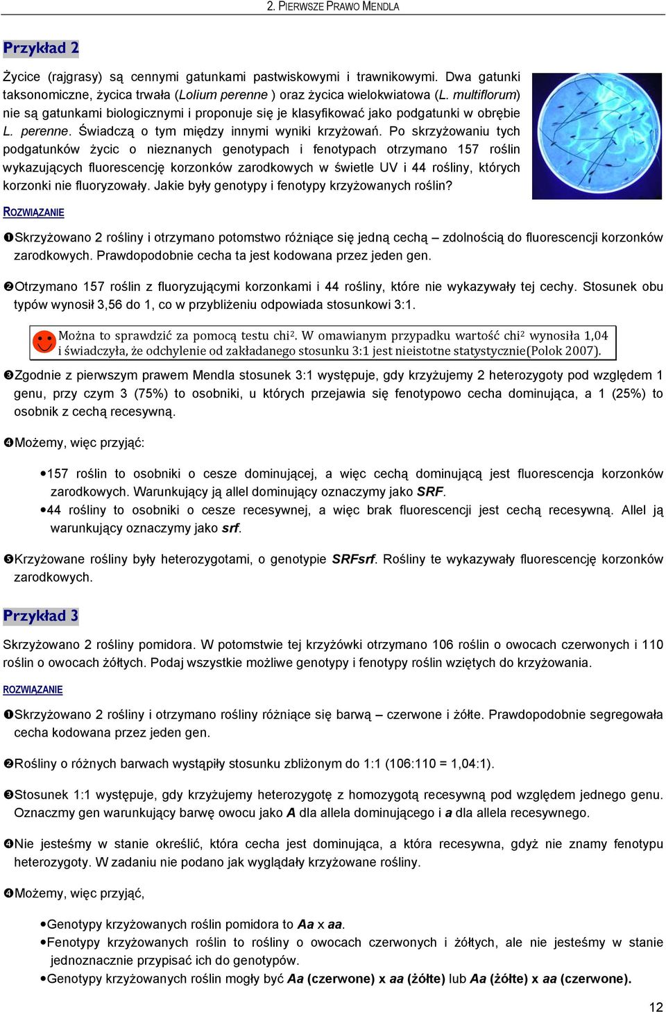 Po skrzyżowaniu tych podgatunków życic o nieznanych genotypach i fenotypach otrzymano 157 roślin wykazujących fluorescencję korzonków zarodkowych w świetle UV i 44 rośliny, których korzonki nie