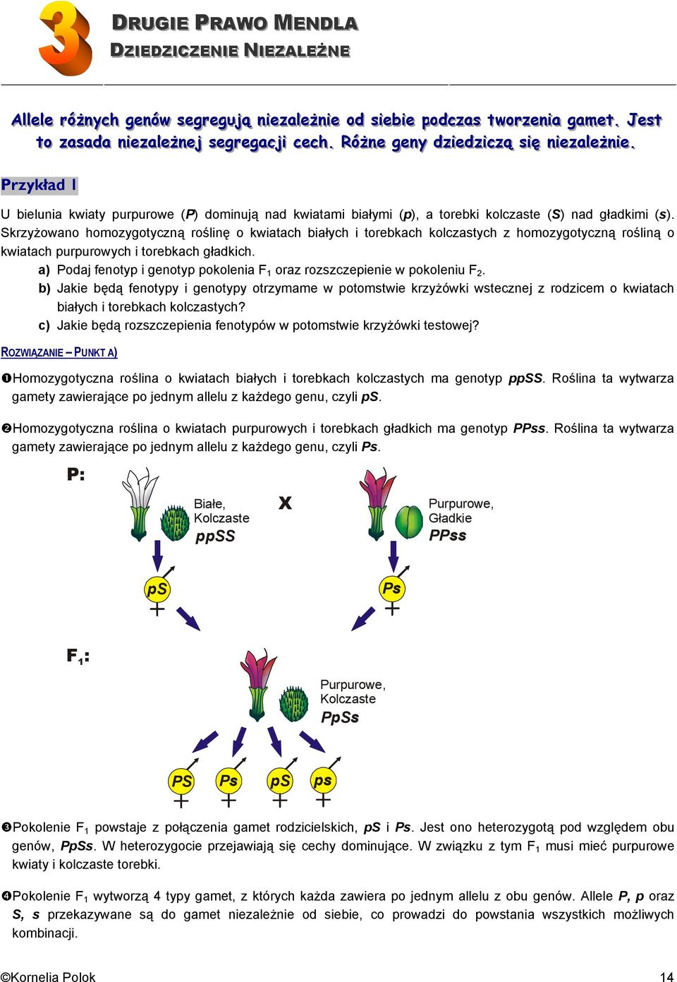 . Przykład 1 U bielunia kwiaty purpurowe (P) dominują nad kwiatami białymi (p), a torebki kolczaste (S) nad gładkimi (s).