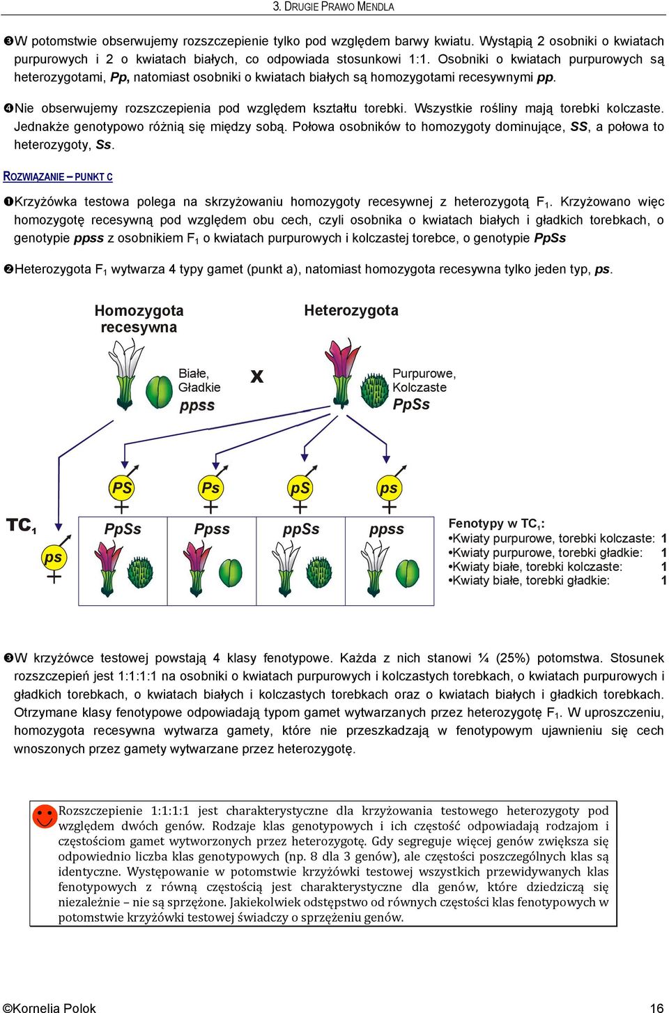 Wszystkie rośliny mają torebki kolczaste. Jednakże genotypowo różnią się między sobą. Połowa osobników to homozygoty dominujące, SS, a połowa to heterozygoty, Ss.