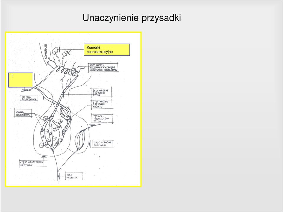 wyniosłości pośrodkowej Żyły wrotne przysadki długie Żyły wrotne przysadki