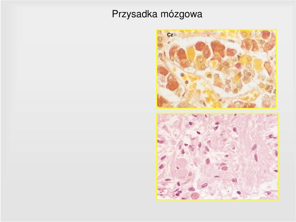 nerwowy Część nerwowa Jądra pituicytów Kość klinowa Część pośredni Część gruczołowa Płat przedni Część guzowa Część pośrednia Część