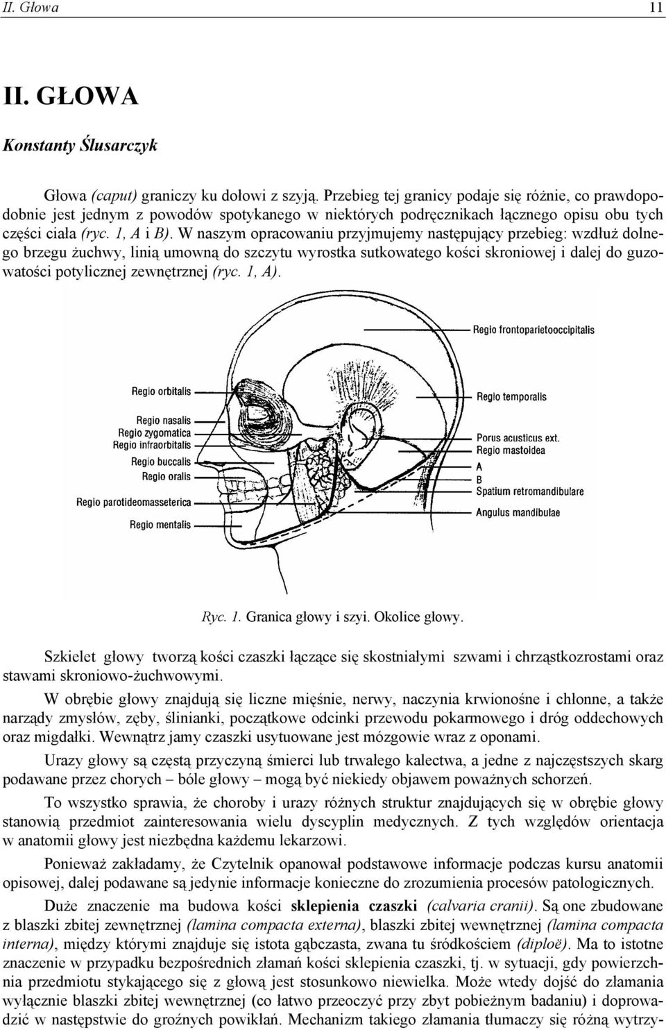 W naszym opracowaniu przyjmujemy następujący przebieg: wzdłuż dolnego brzegu żuchwy, linią umowną do szczytu wyrostka sutkowatego kości skroniowej i dalej do guzowatości potylicznej zewnętrznej (ryc.
