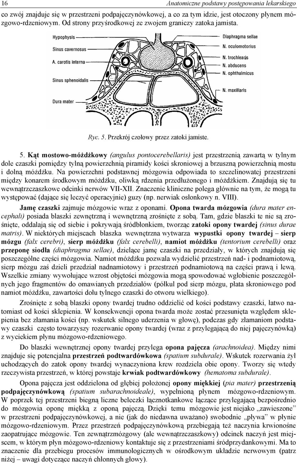 Przekrój czołowy przez zatoki jamiste. 5.