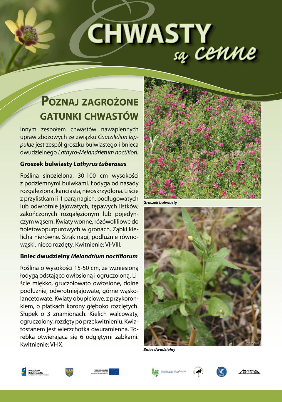 Liście z przylistkami i 1 parą nagich, podługowatych lub odwrotnie jajowatych, tępawych listków, zakończonych rozgałęzionym lub pojedynczym wąsem.