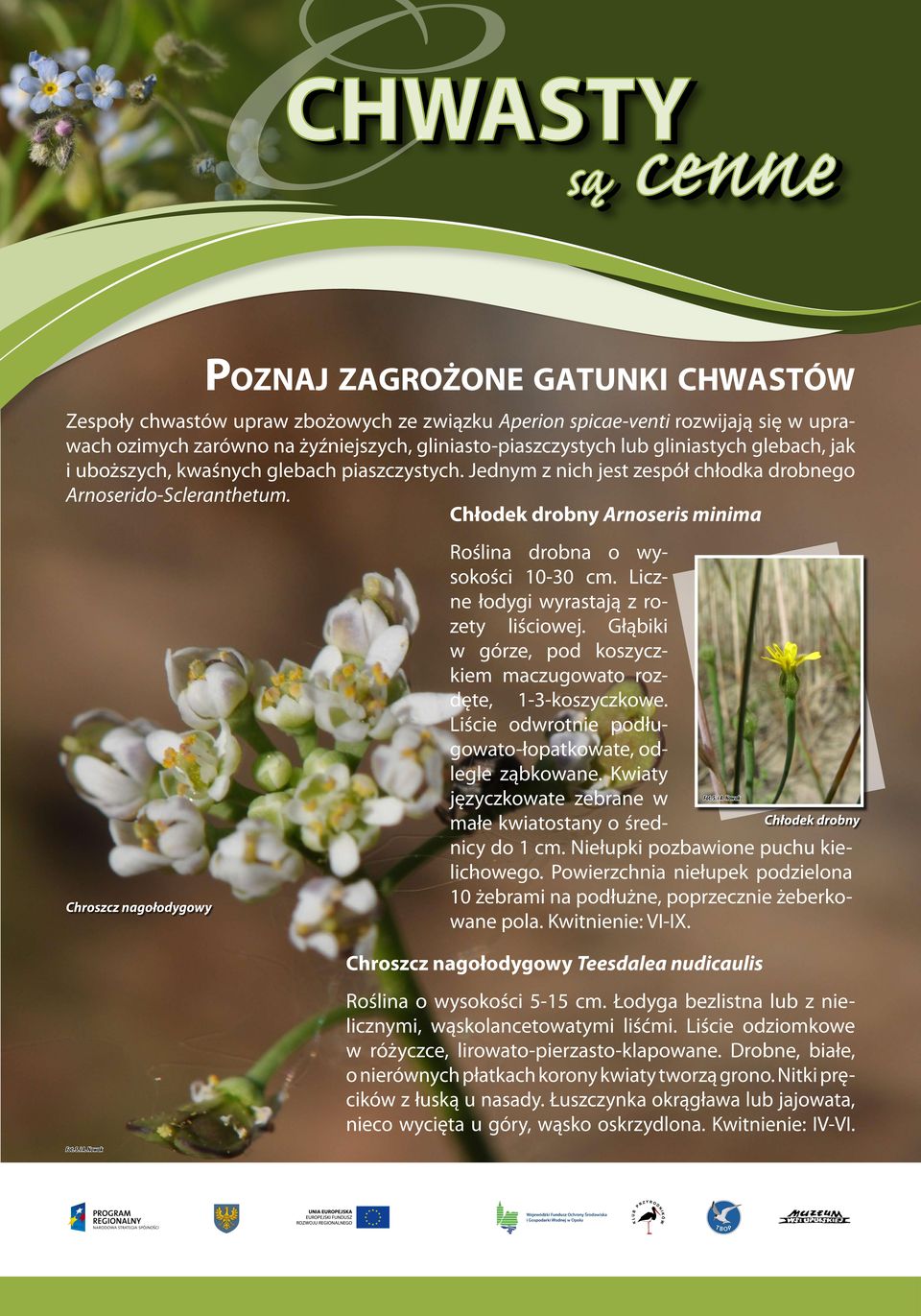 Liczne łodygi wyrastają z rozety liściowej. Głąbiki w górze, pod koszyczkiem maczugowato rozdęte, 1-3-koszyczkowe. Liście odwrotnie podługowato-łopatkowate, odlegle ząbkowane.