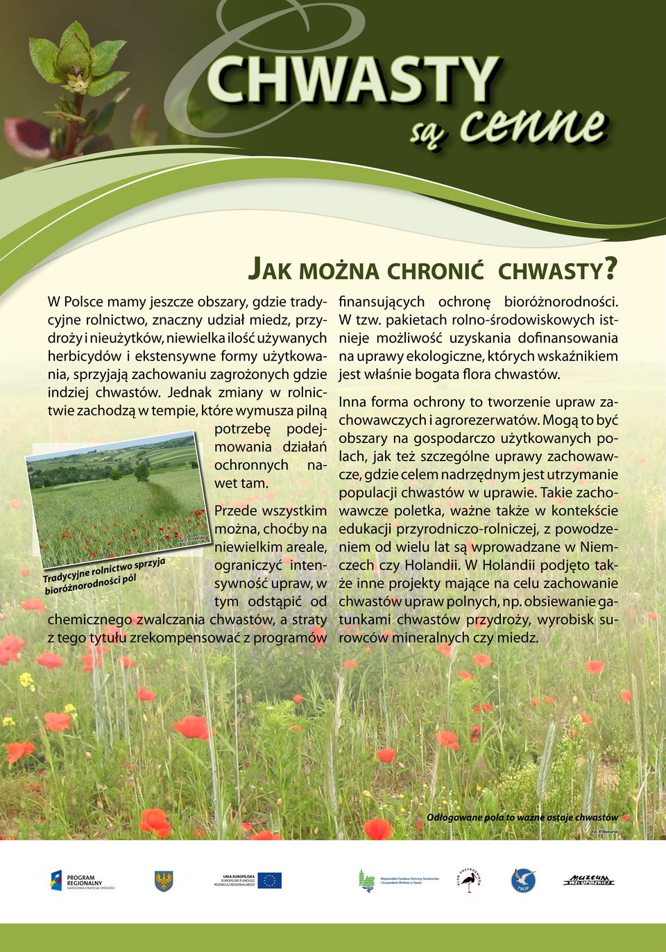 zagrożonych gdzie indziej chwastów. Jednak zmiany w rolnictwie zachodzą w tempie, które wymusza pilną potrzebę podejmowania działań ochronnych nawet tam.