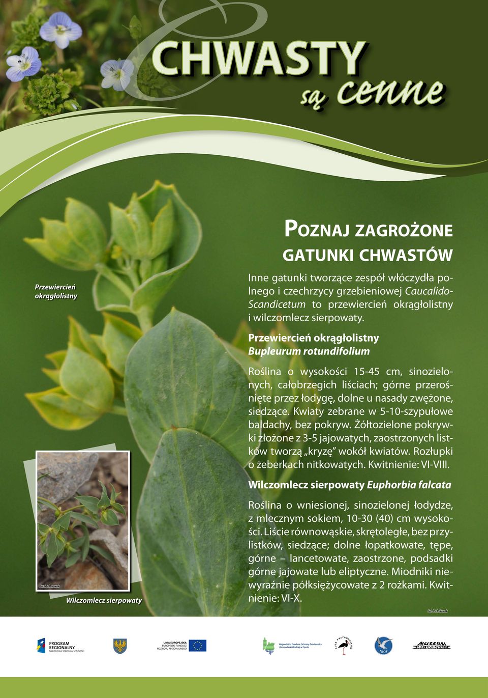 Przewiercień okrągłolistny Bupleurum rotundifolium Roślina o wysokości 15-45 cm, sinozielonych, całobrzegich liściach; górne przerośnięte przez łodygę, dolne u nasady zwężone, siedzące.