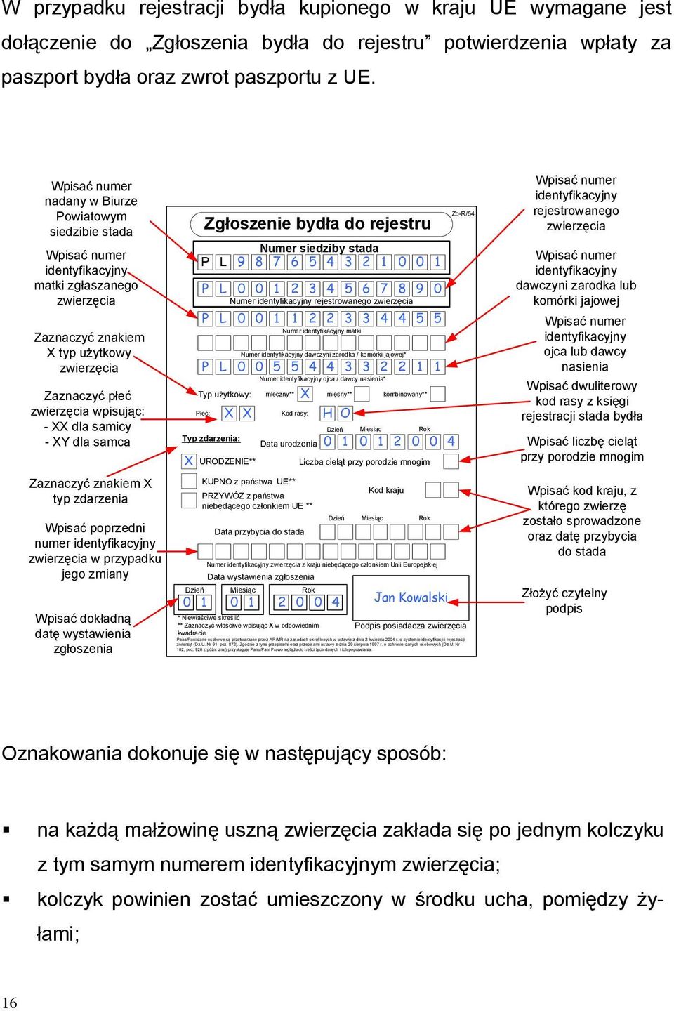 Zaznaczyć znakiem X typ zdarzenia Wpisać poprzedni numer identyfikacyjny zwierzęcia w przypadku jego zmiany Wpisać dokładną datę wystawienia zgłoszenia X Zgłoszenie bydła do rejestru Numer siedziby
