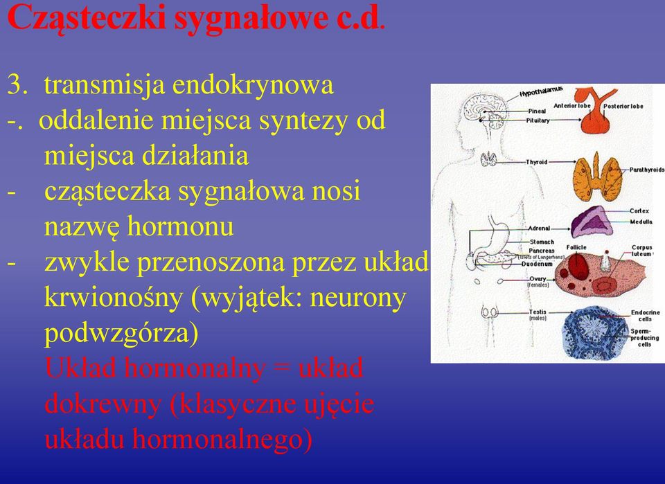 nosi nazwę hormonu - zwykle przenoszona przez układ krwionośny (wyjątek: