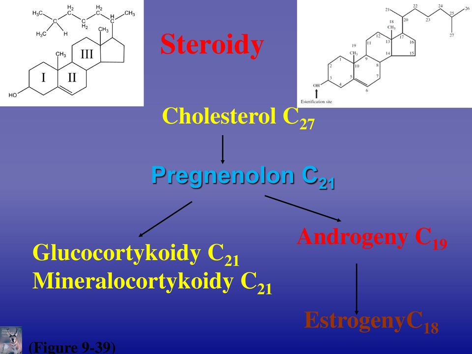 Glucocortykoidy C 19 21