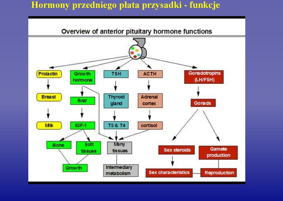 płata