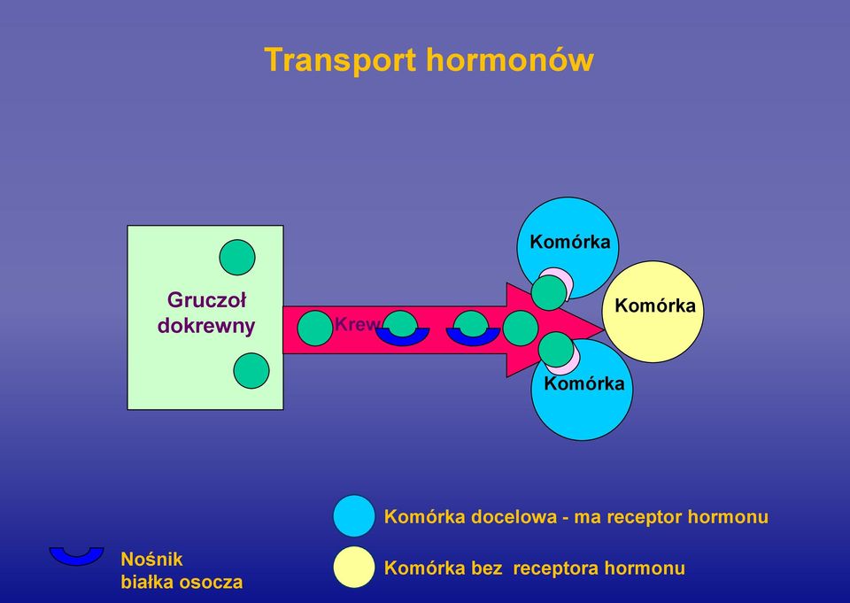 docelowa - ma receptor hormonu Nośnik