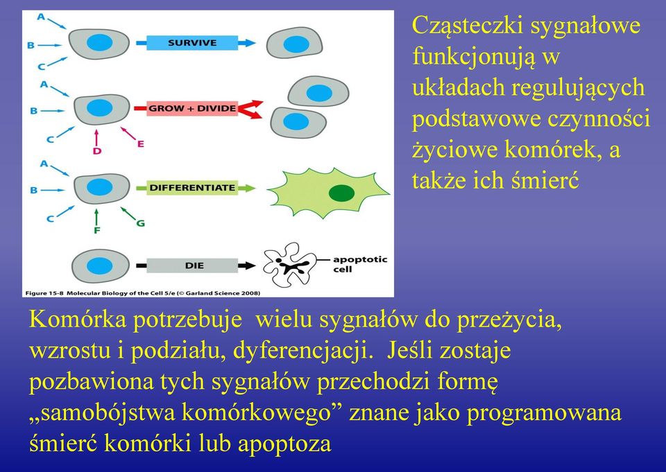 przeżycia, wzrostu i podziału, dyferencjacji.