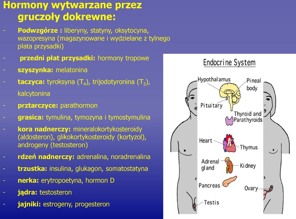 grasica: tymulina, tymozyna i tymostymulina - kora nadnerczy: mineralokortykosteroidy (aldosteron), glikokortykosteroidy (kortyzol), androgeny (testosteron) -