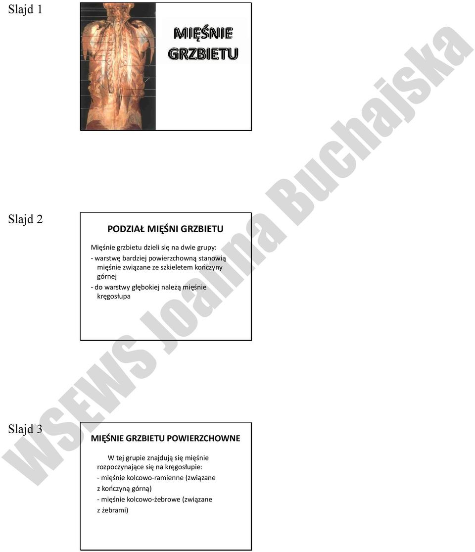 należą mięśnie kręgosłupa MIĘŚNIE GRZBIETU POWIERZCHOWNE W tej grupie znajdują się mięśnie rozpoczynające