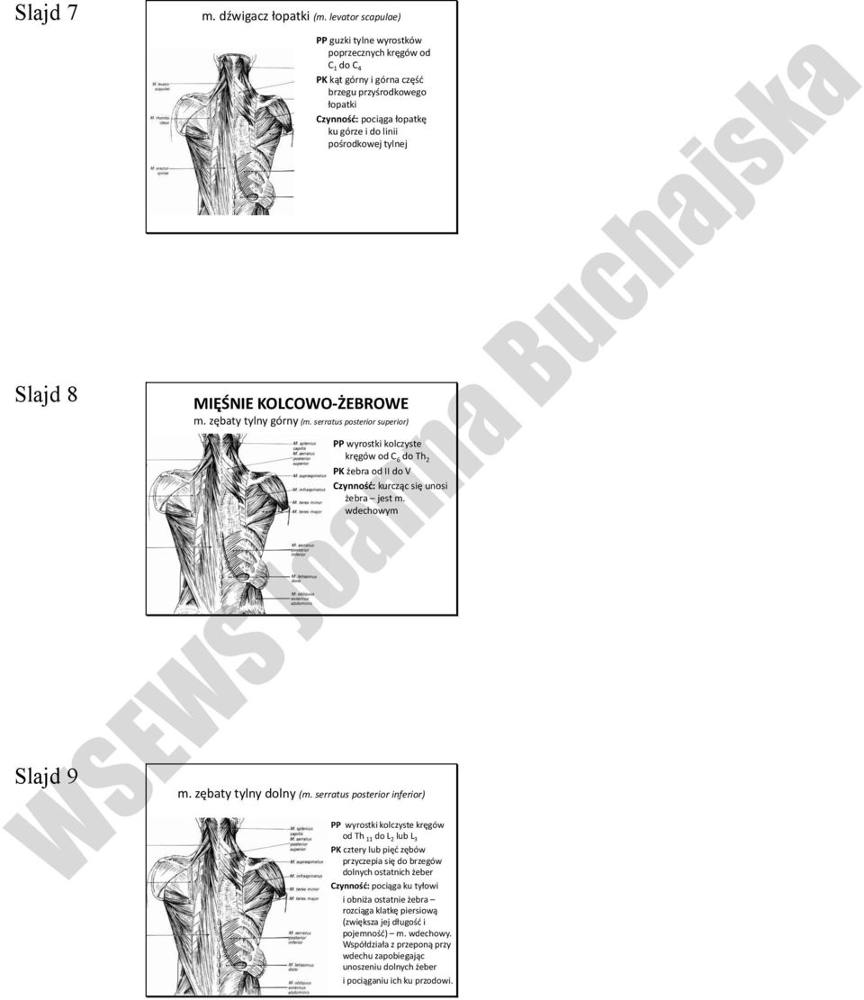 MIĘŚNIE KOLCOWO-ŻEBROWE m. zębaty tylny górny (m. serratus posterior superior) PP wyrostki kolczyste kręgów od C 6 do Th 2 PK żebra od II do V Czynność: kurcząc się unosi żebra jest m. wdechowym m.