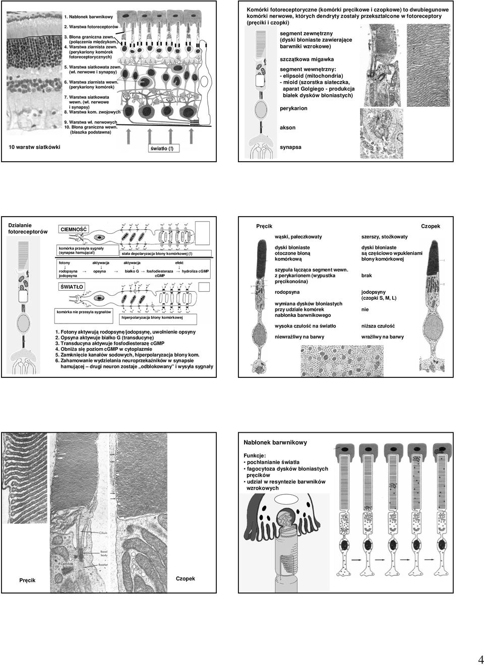 (blaszka podstawna) Komórki fotoreceptoryczne (komórki pręcikowe i czopkowe) to dwubiegunowe komórki nerwowe, których dendryty zostały przekształcone w fotoreceptory (pręciki i czopki) segment