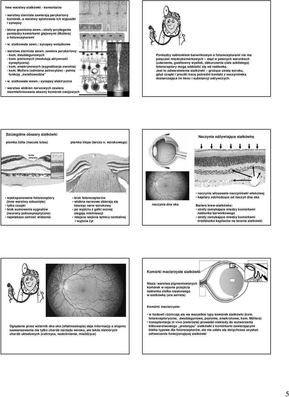 poziomych (modulują aktywność synaptyczną) - kom. amakrynowych (sygnalizacja zwrotna) - kom. Mullera (odmiana astrocytów) - pełnią funkcję światłowodów w. siatkowata wewn.