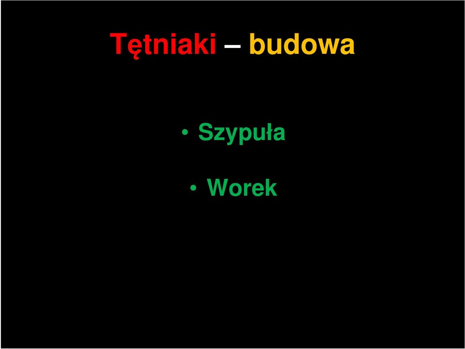 Szypuła