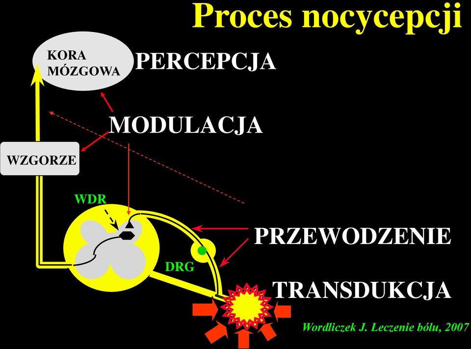PRZEWODZENIE DRG TRANSDUKCJA