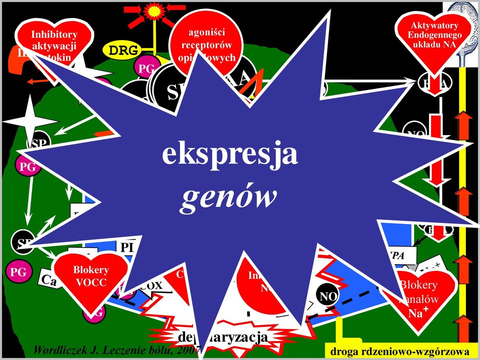 MgSO4 ++ NO SP PG mglur Blokery VOCC PG PLC PG DAG PKC IP3 RE Inhibitory COX AA Wordliczek J.