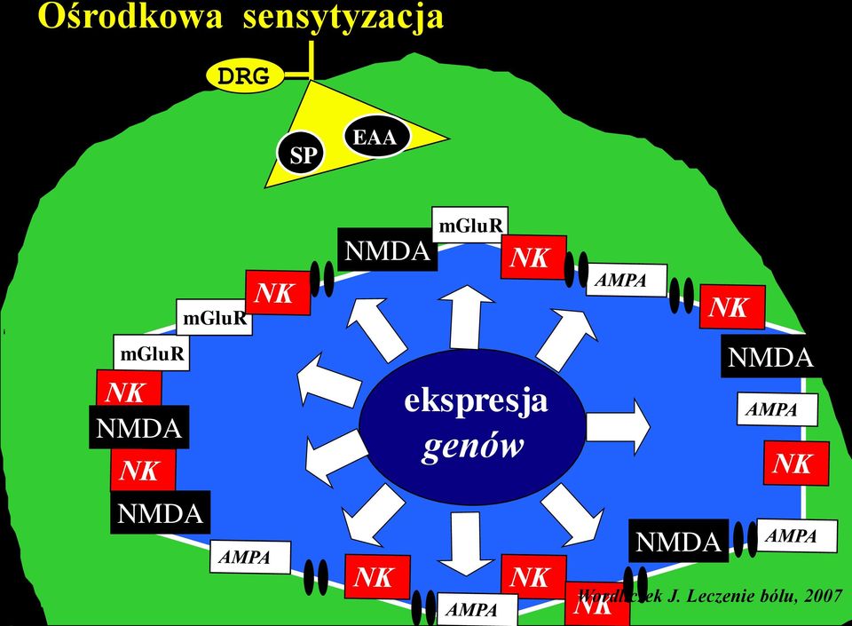 mglur ekspresja genów NMDA NMDA