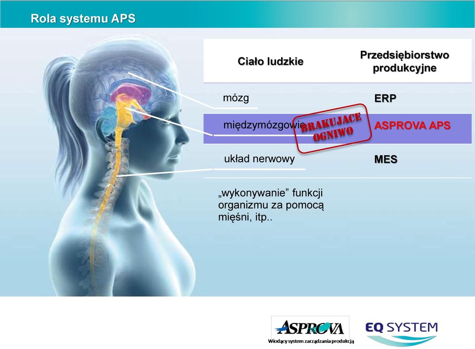 produkcyjne ERP ASPROVA APS układ nerwowy