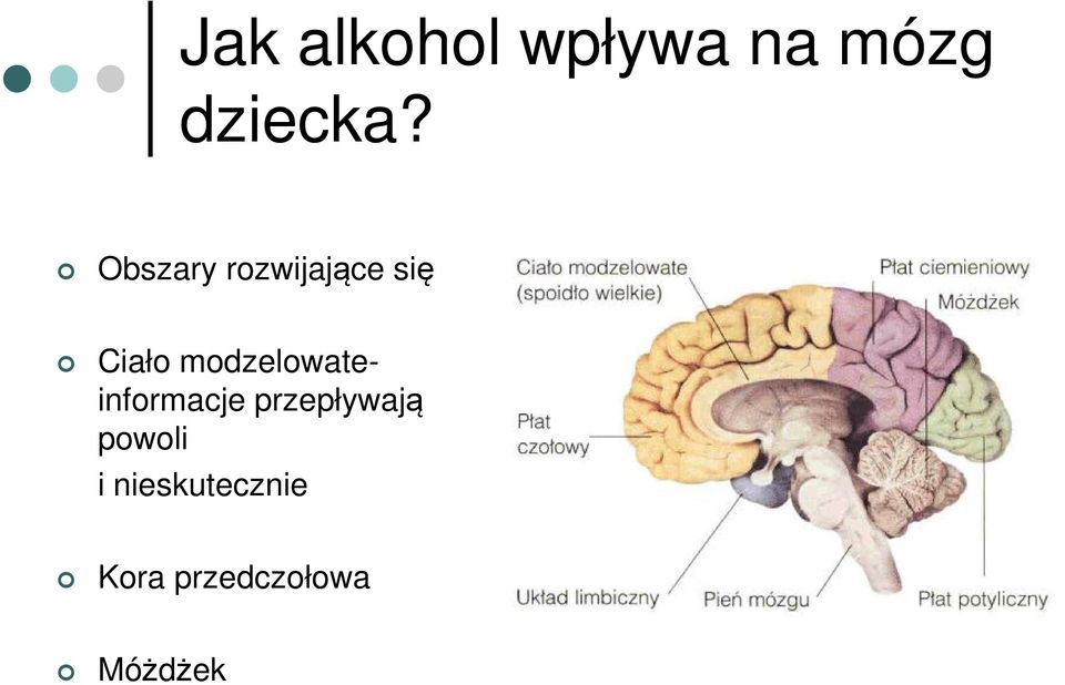 modzelowateinformacje przepływają