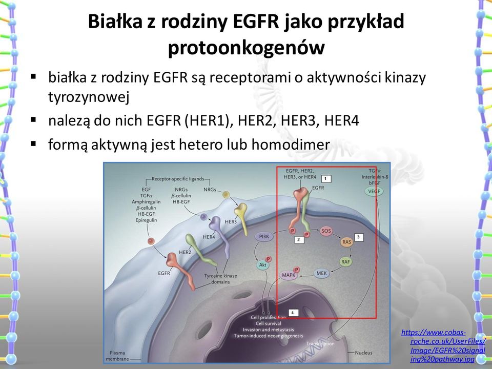 EGFR (HER1), HER2, HER3, HER4 formą aktywną jest hetero lub homodimer