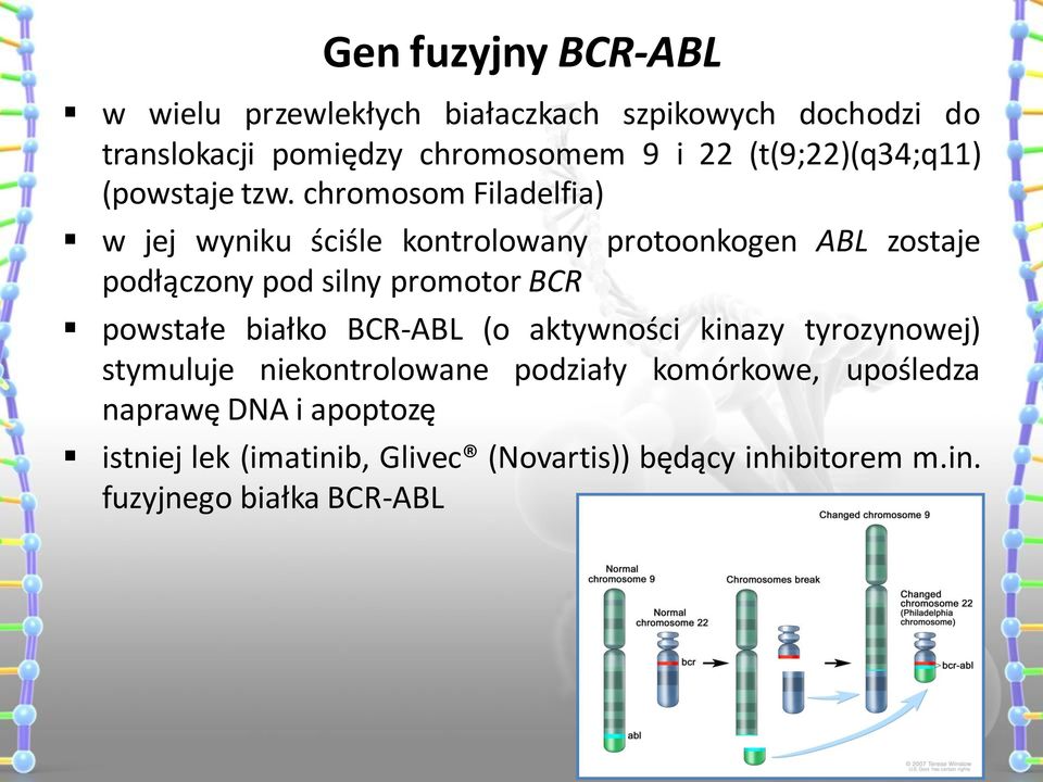 chromosom Filadelfia) w jej wyniku ściśle kontrolowany protoonkogen ABL zostaje podłączony pod silny promotor BCR powstałe