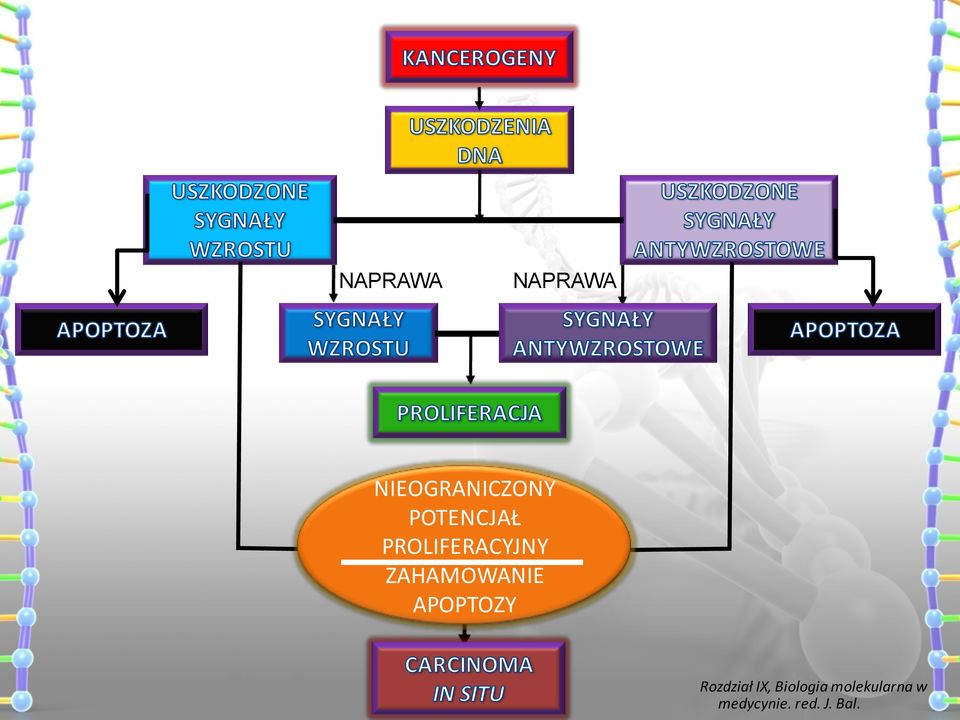 ZAHAMOWANIE APOPTOZY Rozdział IX,