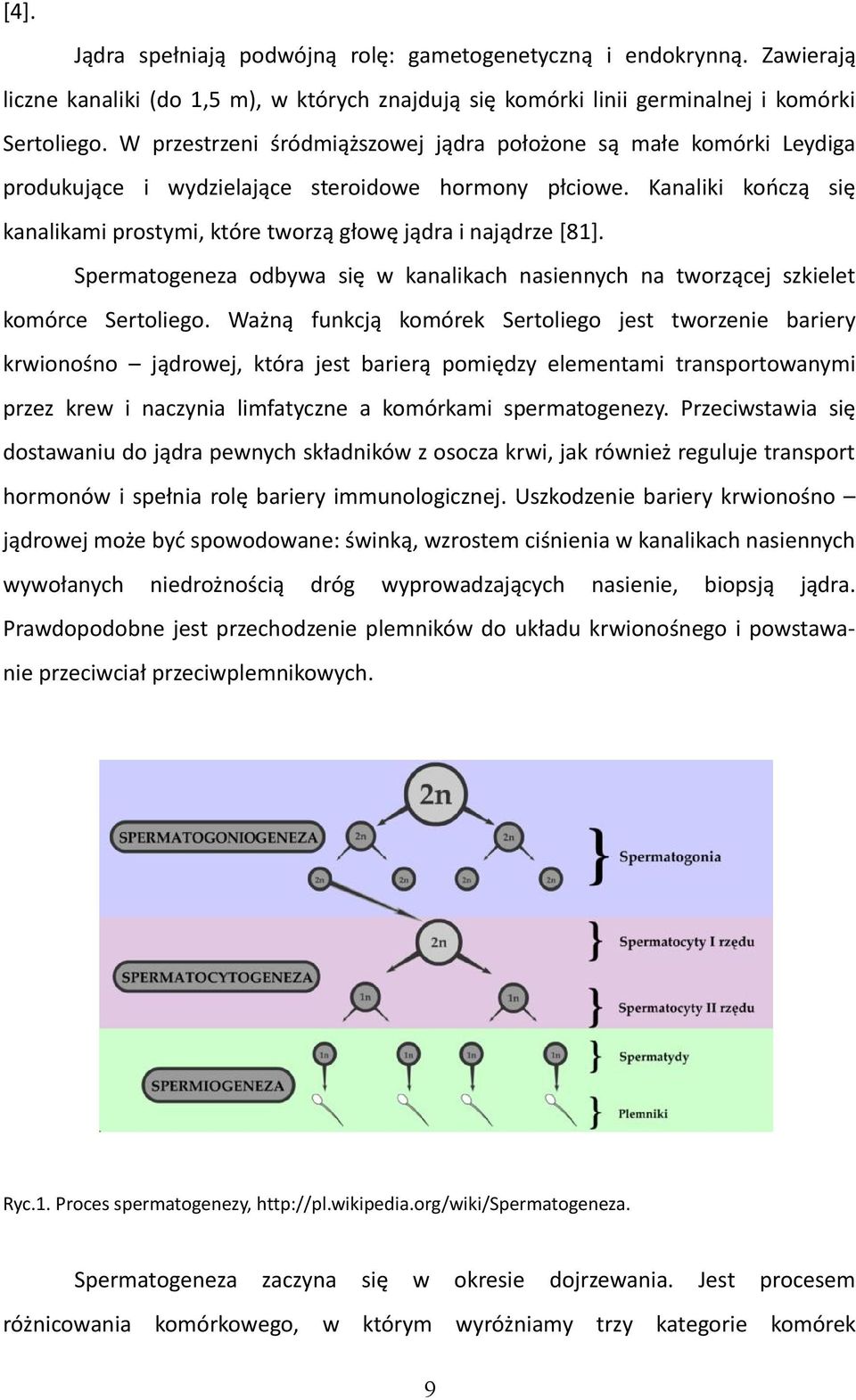 Kanaliki kończą się kanalikami prostymi, które tworzą głowę jądra i najądrze [81]. Spermatogeneza odbywa się w kanalikach nasiennych na tworzącej szkielet komórce Sertoliego.