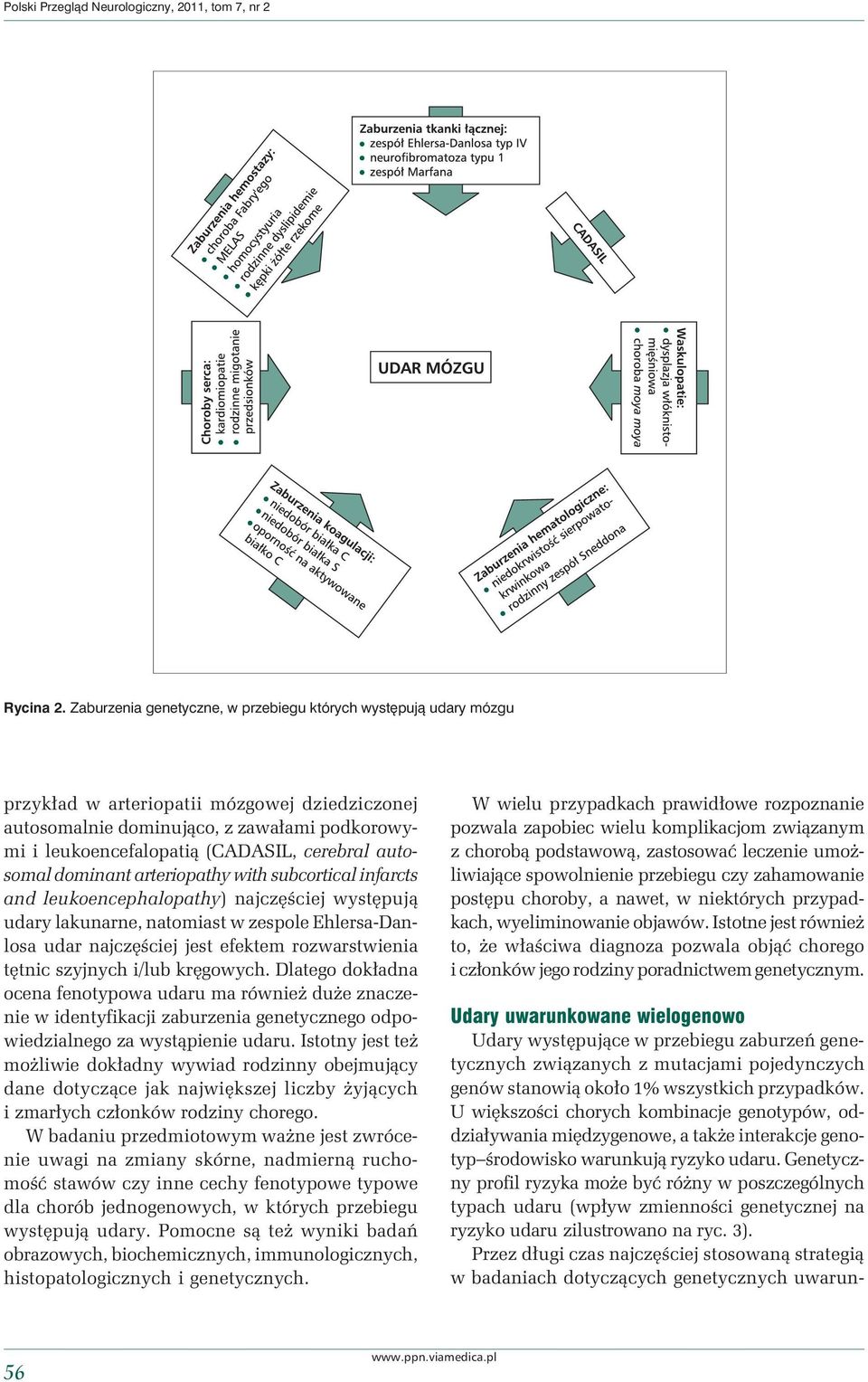 autosomal dominant arteriopathy with subcortical infarcts and leukoencephalopathy) najczęściej występują udary lakunarne, natomiast w zespole Ehlersa-Danlosa udar najczęściej jest efektem