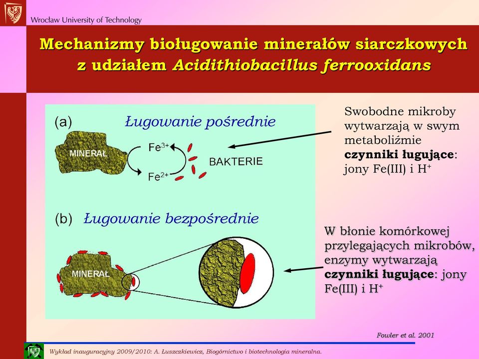metaboliźmie czynniki ługujące: jony Fe(III) i H + W błonie komórkowej