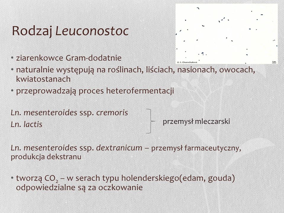 cremoris Ln. lactis przemysł mleczarski Ln. mesenteroides ssp.
