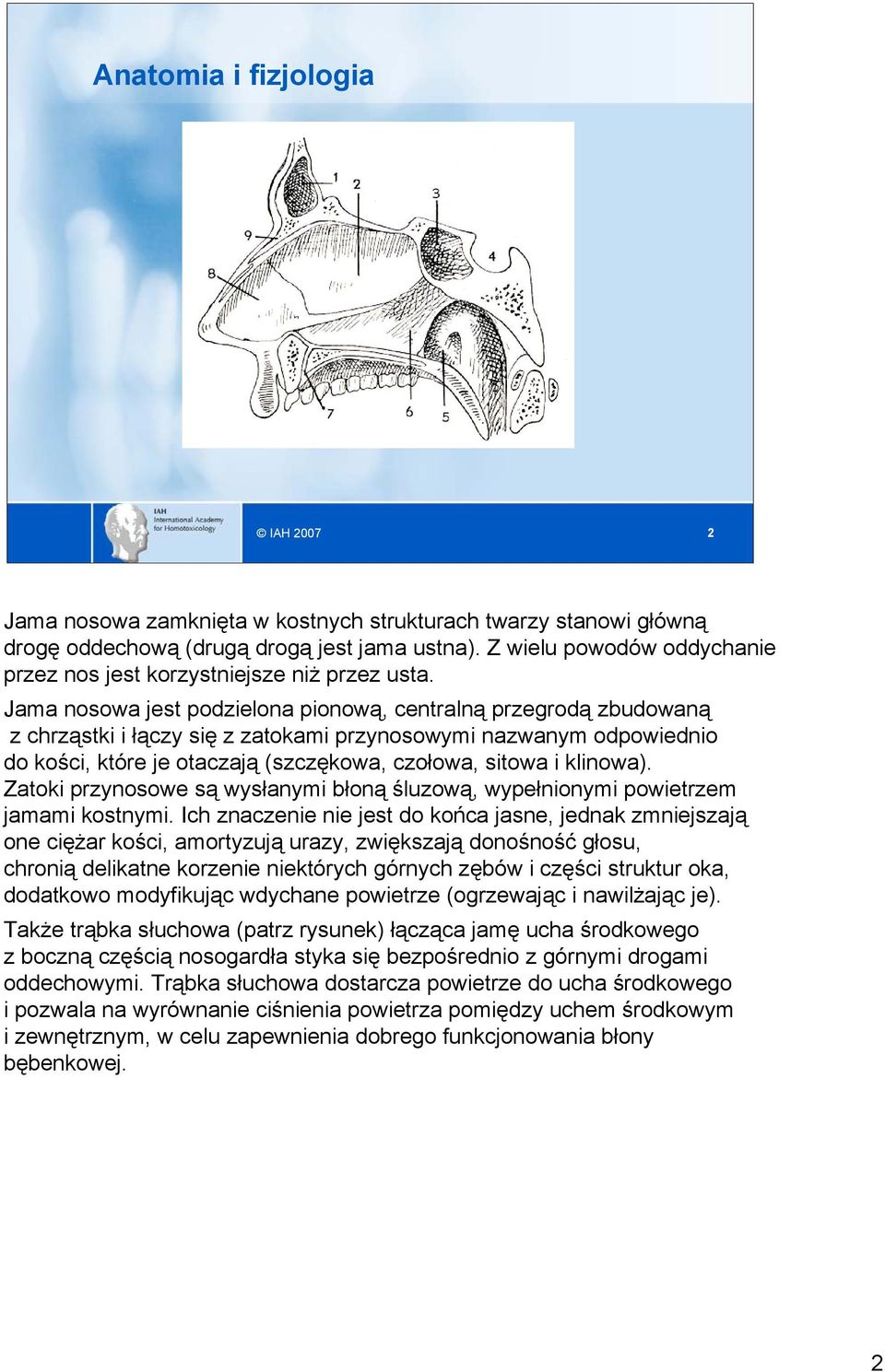 Jama nosowa jest podzielona pionową, centralną przegrodą zbudowaną z chrząstki i łączy się z zatokami przynosowymi nazwanym odpowiednio do kości, które je otaczają (szczękowa, czołowa, sitowa i