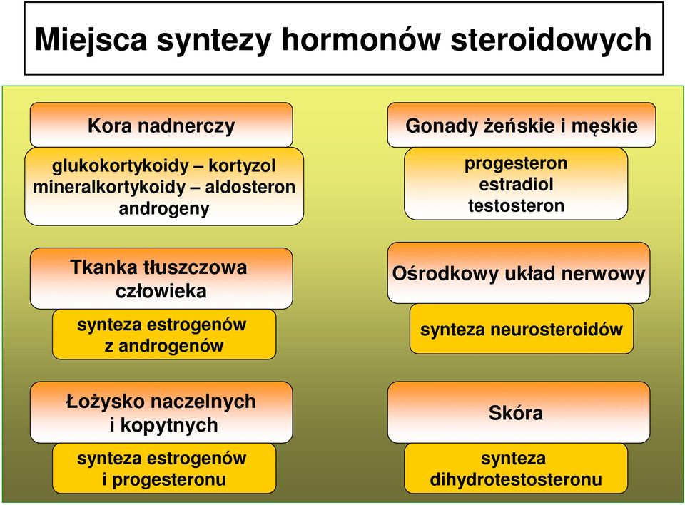 testosteron Tkanka tłuszczowa człowieka synteza estrogenów z androgenów Ośrodkowy układ