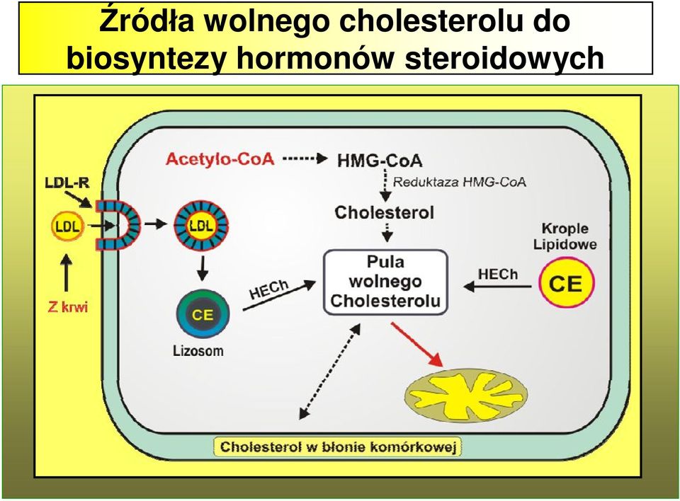 biosyntezy