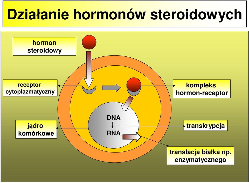 kompleks hormon-receptor jądro komórkowe