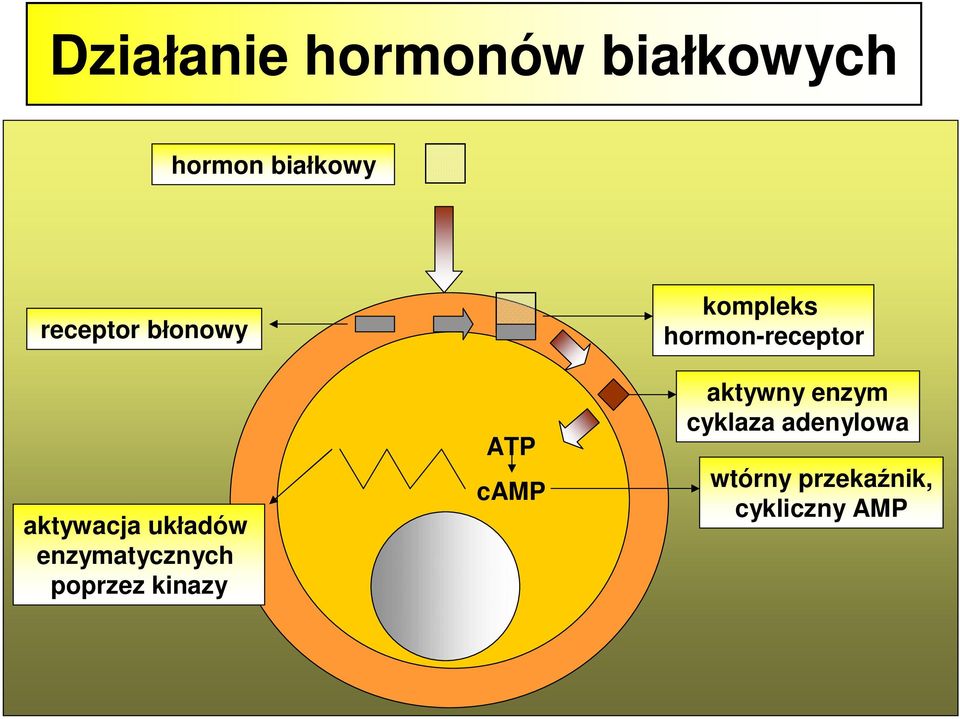 poprzez kinazy ATP camp kompleks hormon-receptor
