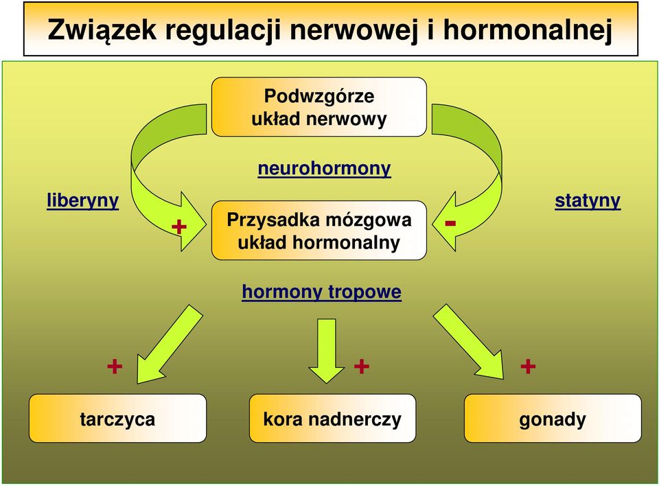 + Przysadka mózgowa układ hormonalny - statyny