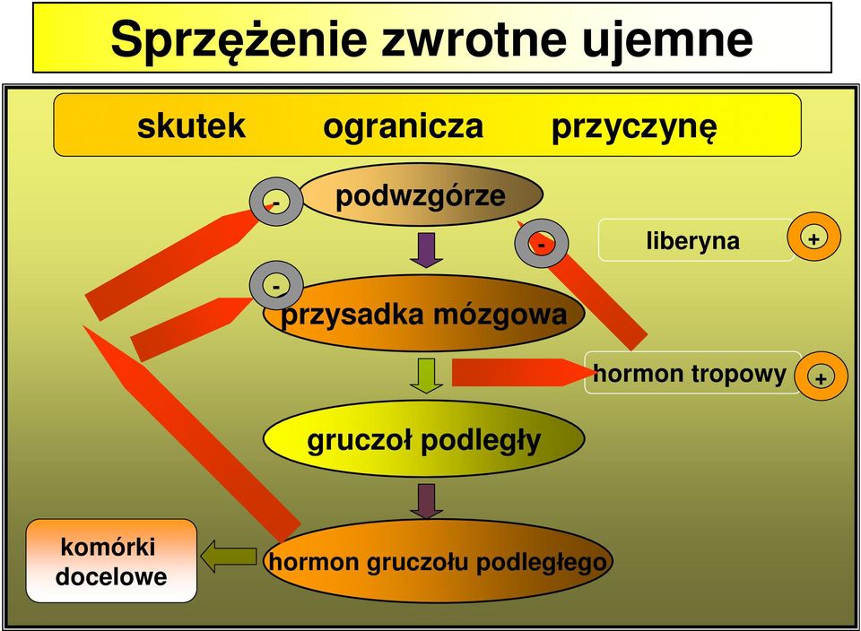 przysadka mózgowa hormon tropowy + gruczoł