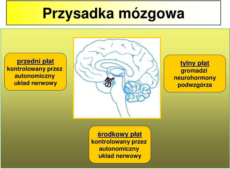 gromadzi neurohormony podwzgórza środkowy