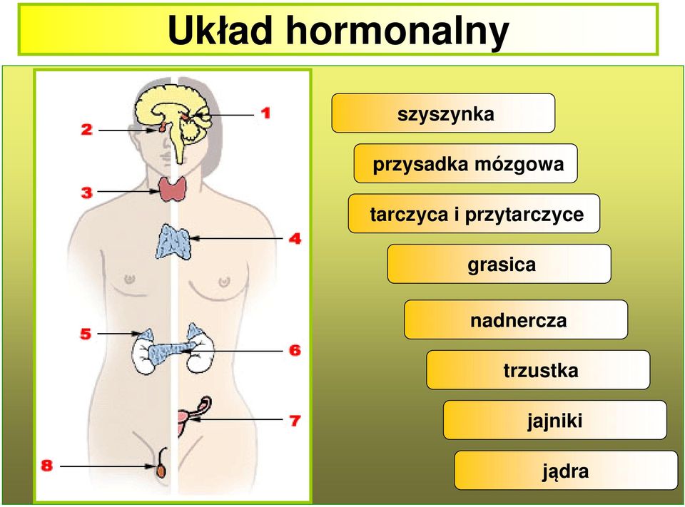 i przytarczyce grasica