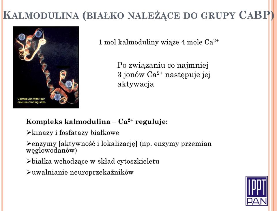 2+ reguluje: kinazy i fosfatazy białkowe enzymy [aktywność i lokalizację] (np.