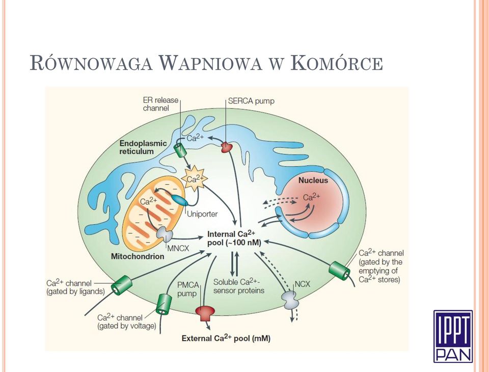 W KOMÓRCE